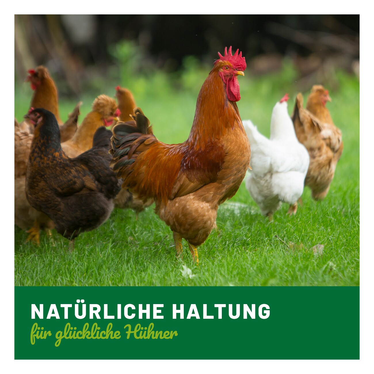 HÜHNER Land Ruhe Liquid 100ml