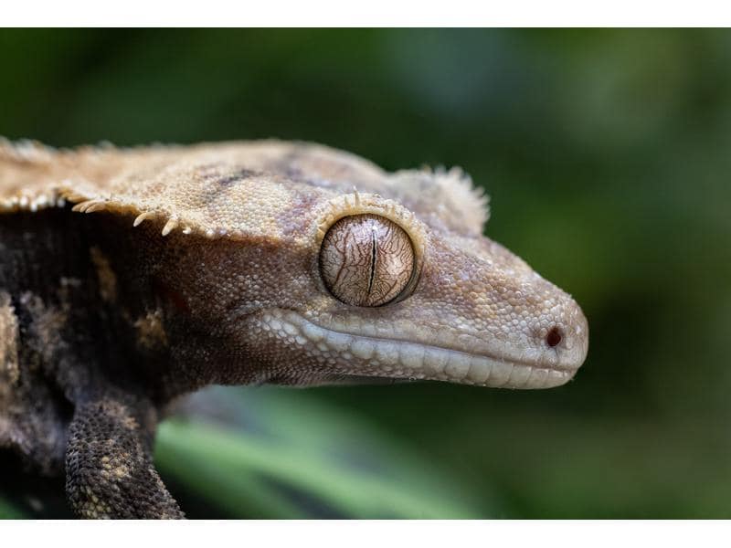 Canon Festbrennweite RF 100mm F/2.8 L Macro IS USM – Canon Makroobjektiv mit einer unglaublichen 1.4-fachen Vergrösserung