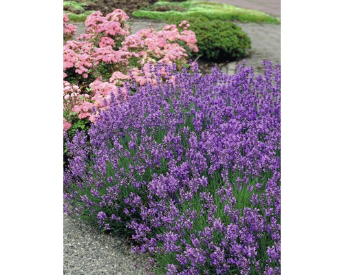 Lavendel FloraSelf Lavandula angustifolia H 10-20 cm Co 1,2 L