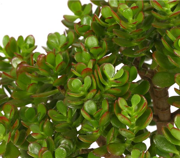 Dickblatt - Crassula cultivars, verschiedene
