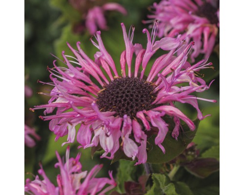 Vaste planten in diverse soorten FloraSelf H 35-45 cm Co 5 L