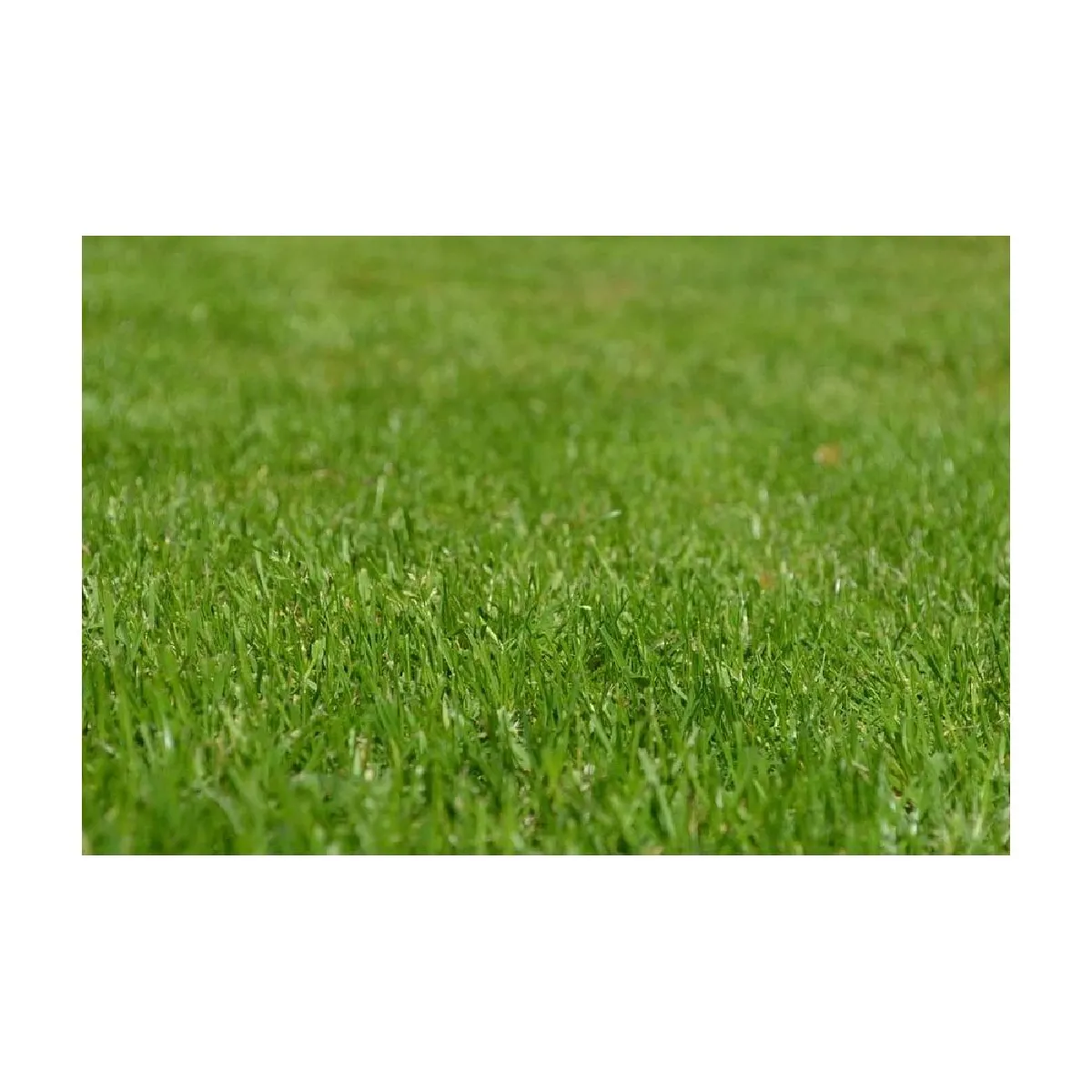 Secret Vert Terreau Bio Actif 40L (Lot de 3)
