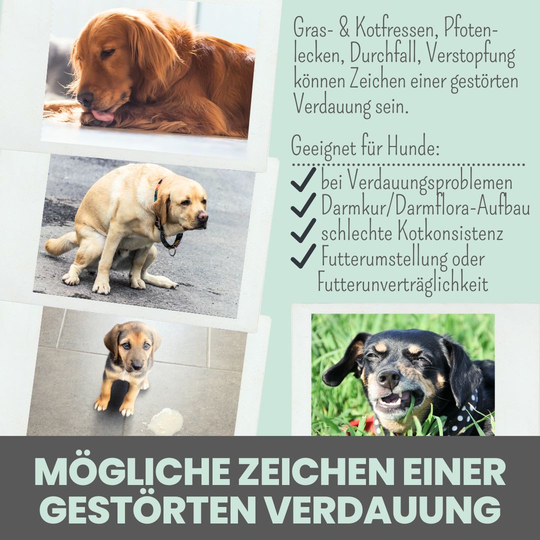 noms+ Verdauungsmix für Hunde & Katzen als Probiotikum für Magen- & Darmflora