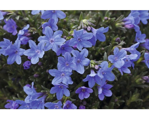Steenzaad FloraSelf Lithodora diffusa 'Heavenly Blue' Co 1.5 L