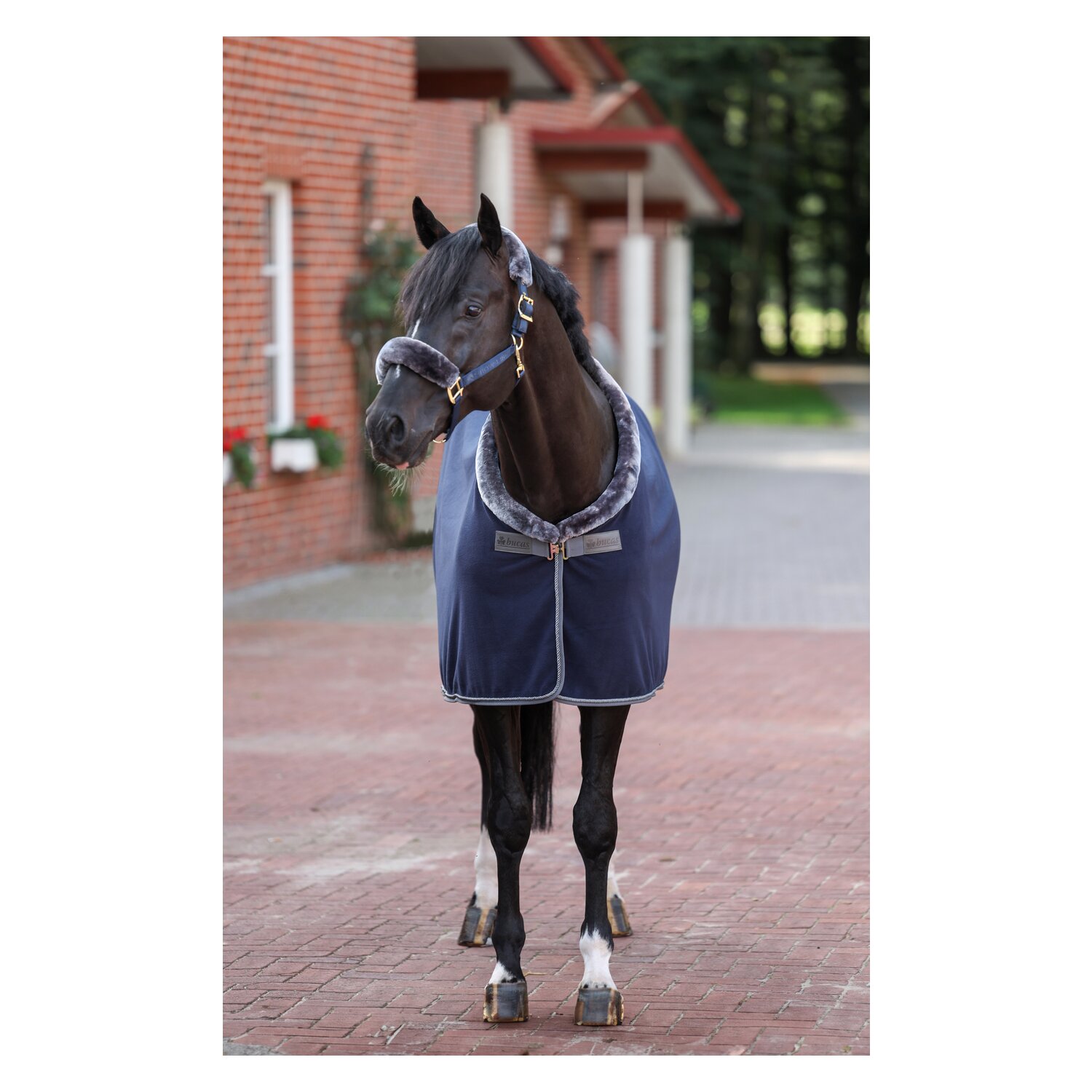 bucas Show-Line Collection Halfter - navy/grey