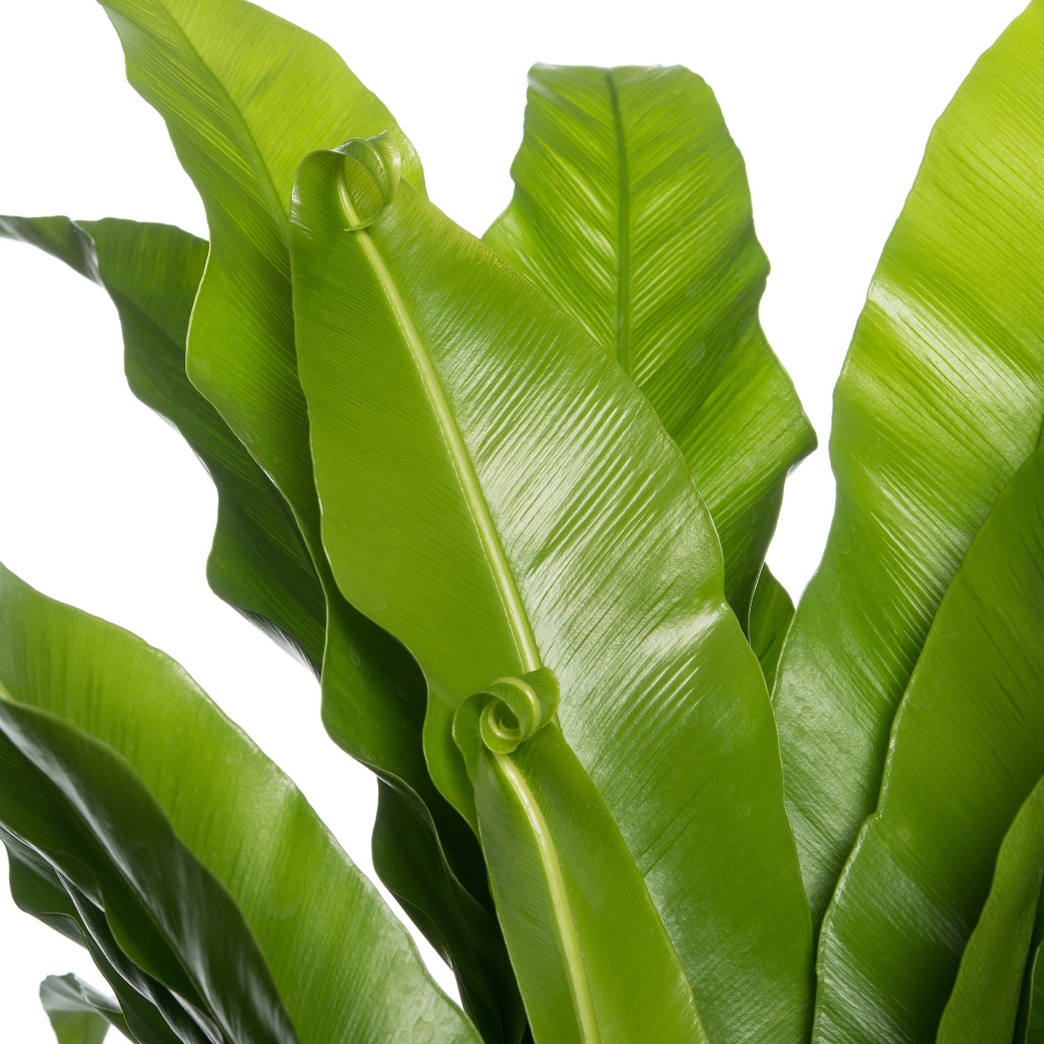 Nestvaren (Asplenium antiquum) D 37 H 80 cm