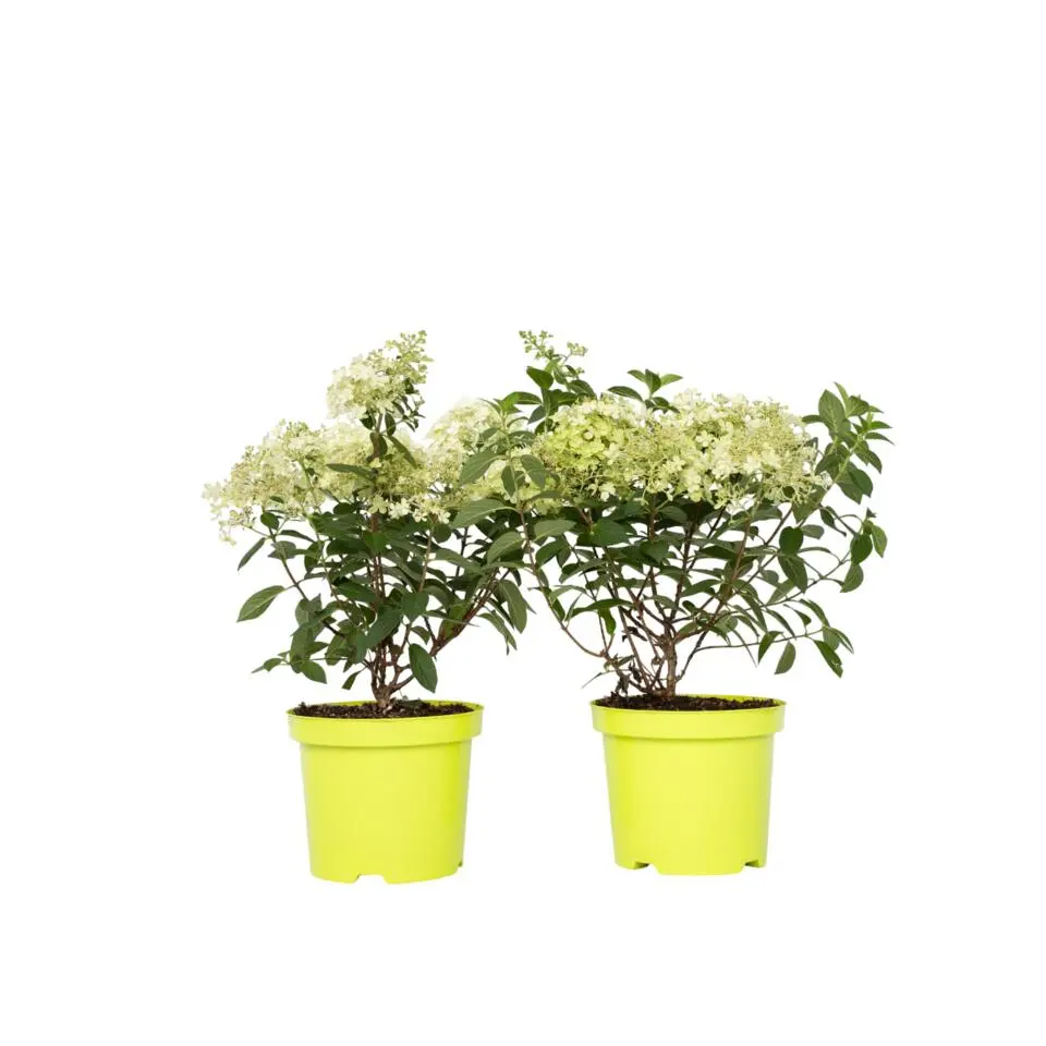 Pluimhortensia - Set van 2 - Hydrangea 'Bobo' - Hoogte 25-40cm - ⌀19cm