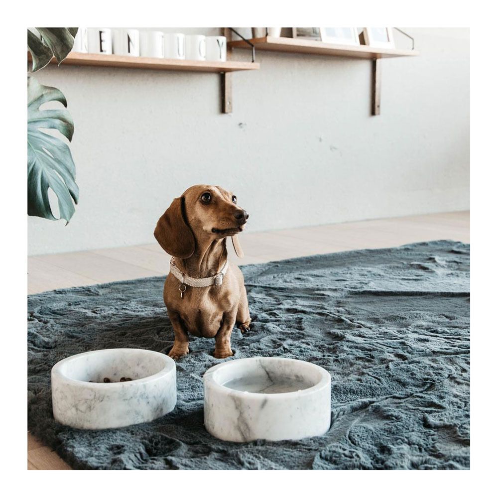 Kentucky LAINE -  Collier pour chien beige