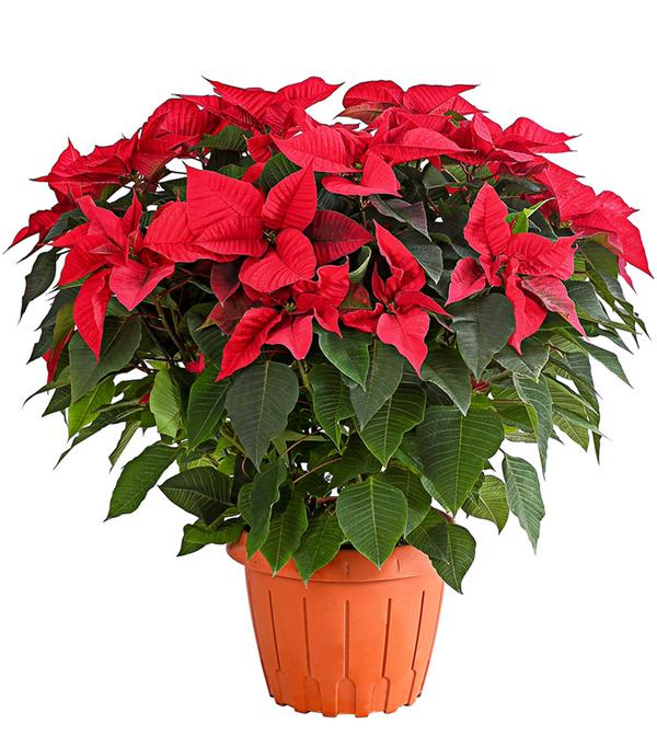Weihnachtsstern - Euphorbia pulcherrima, Busch