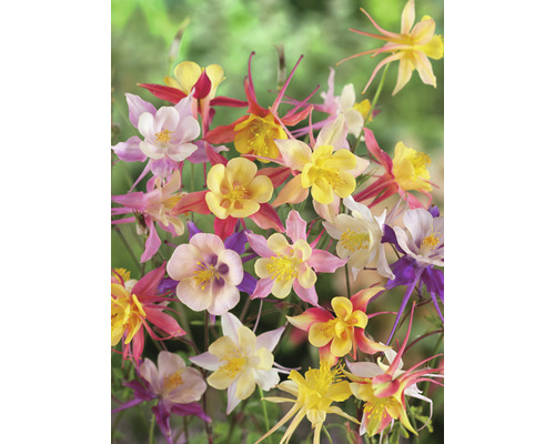 Vaste plantenmix FloraSelf Lentebloeiers Co 2 L