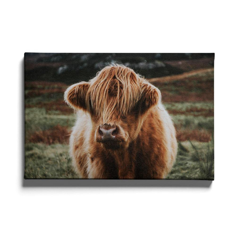 Walljar canvas schilderij - Schotse Hooglander Canvas schilderij - 80 x 120 cm
