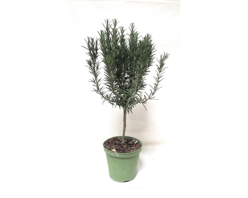 Rozemarijnstengel FloraSelf Rosmarinus officinalis Ø 14 cm pot