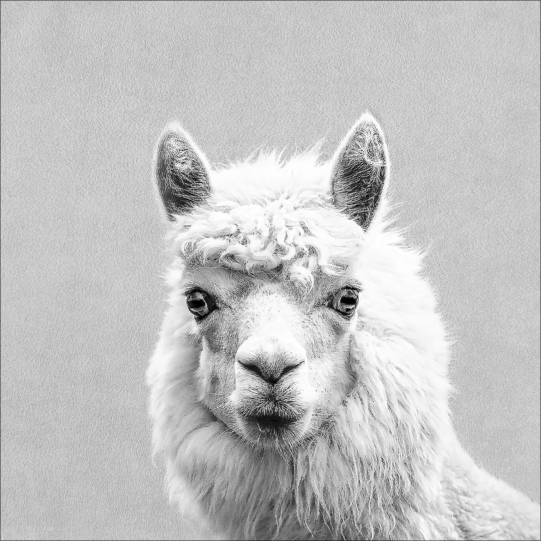 PRO ART Bild LAMA 30 x 30 cm schwarz / weiß / grau