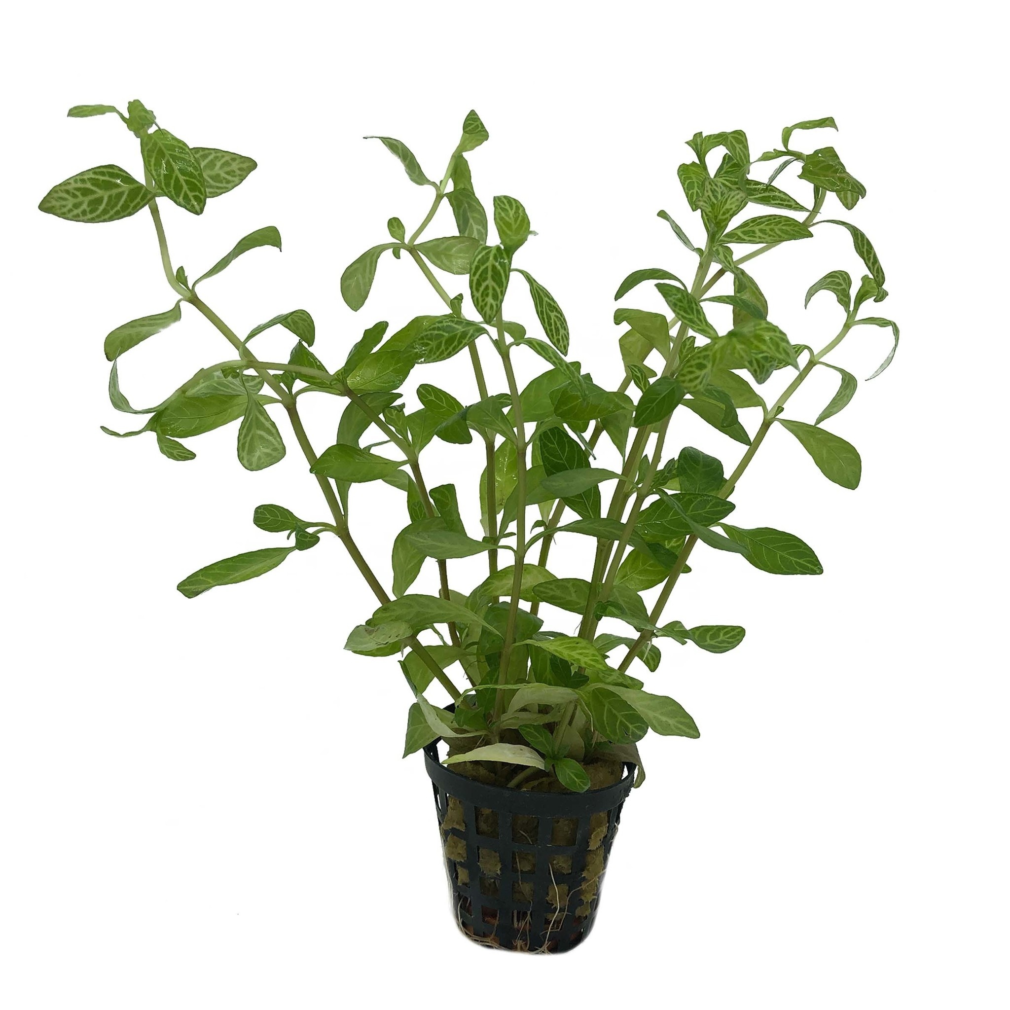 AquastoreXL Plantybox | Plantenpakket