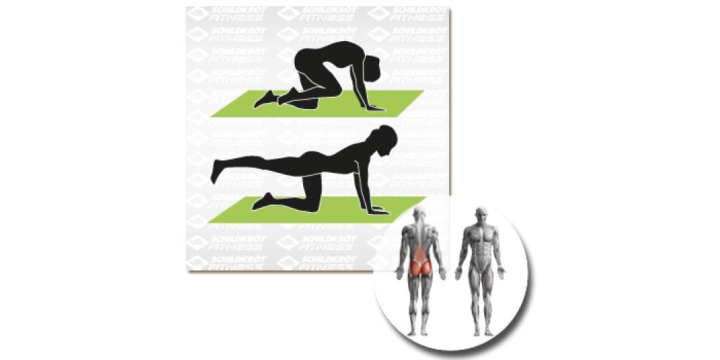 Schildkröt Fitness Fitnessmatte Grün Gymnastikmatte für das Training zu Hause