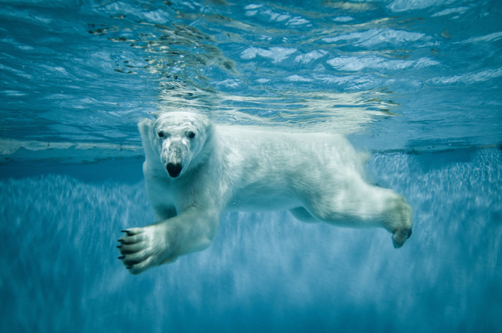 Akustikbild EISBÄR 80x120cm, 7kg