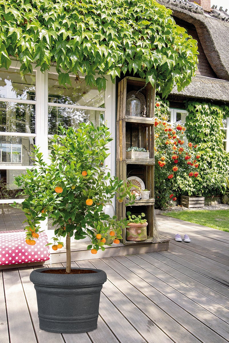 Scheurich Formia 80, plantenbak/bloempot/plantenbak, rond, van kunststof, kleur: zwart graniet, 80 cm diameter, 59,2 cm hoog, inhoud 179 l.