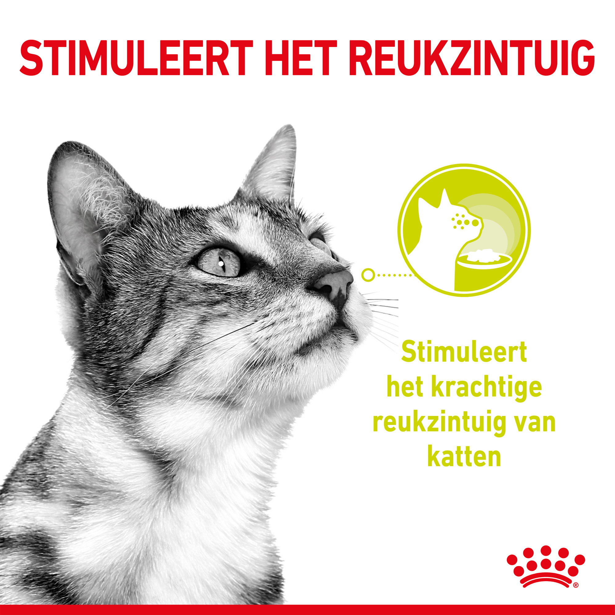 Royal Canin FHN Sensory Multipack in Gravy