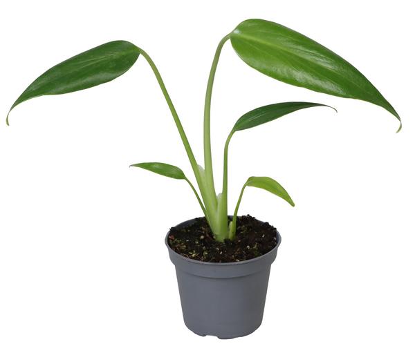 Fensterblatt - Monstera 'Burle Marx Flame'