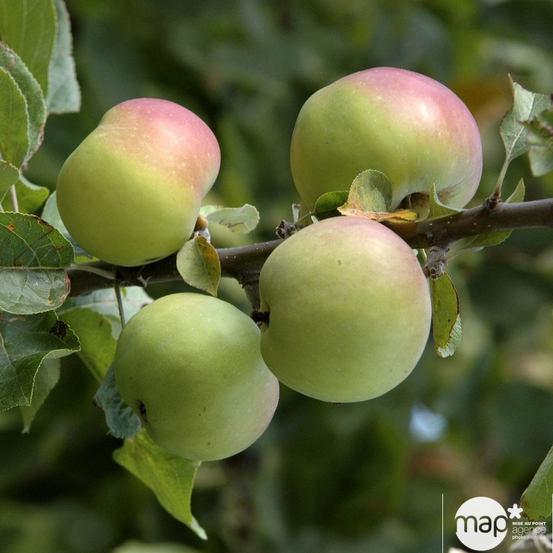 Pommier Belle de Boskoop en gobelet 2 ans d'âge - pot 7.5L