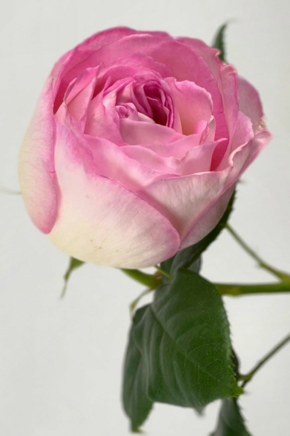 Rosier 'camille claudel' ? - 5l