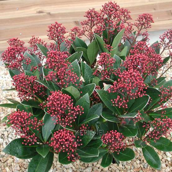Skimmia japonica ' Rubella ' : 15/20 fleurs conteneur 3 litres