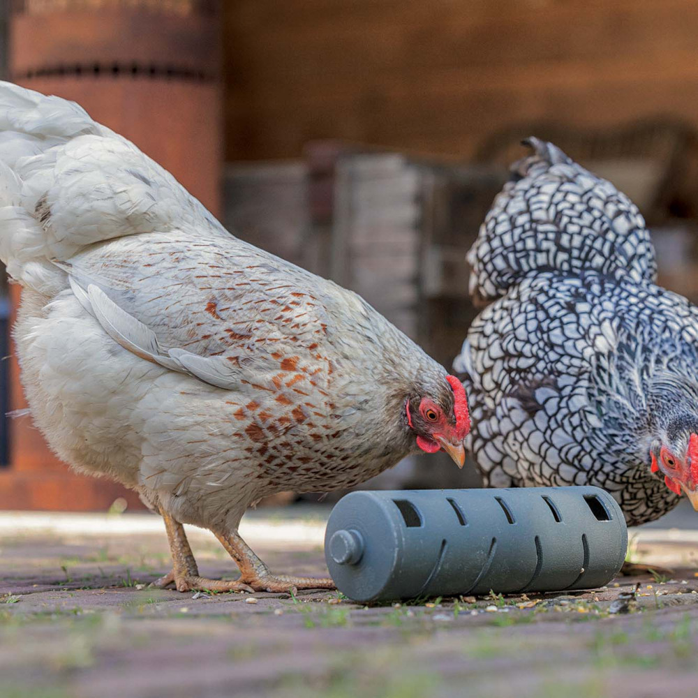 Mangeoire rouleau à friandises • pour poules • plastique recyclé