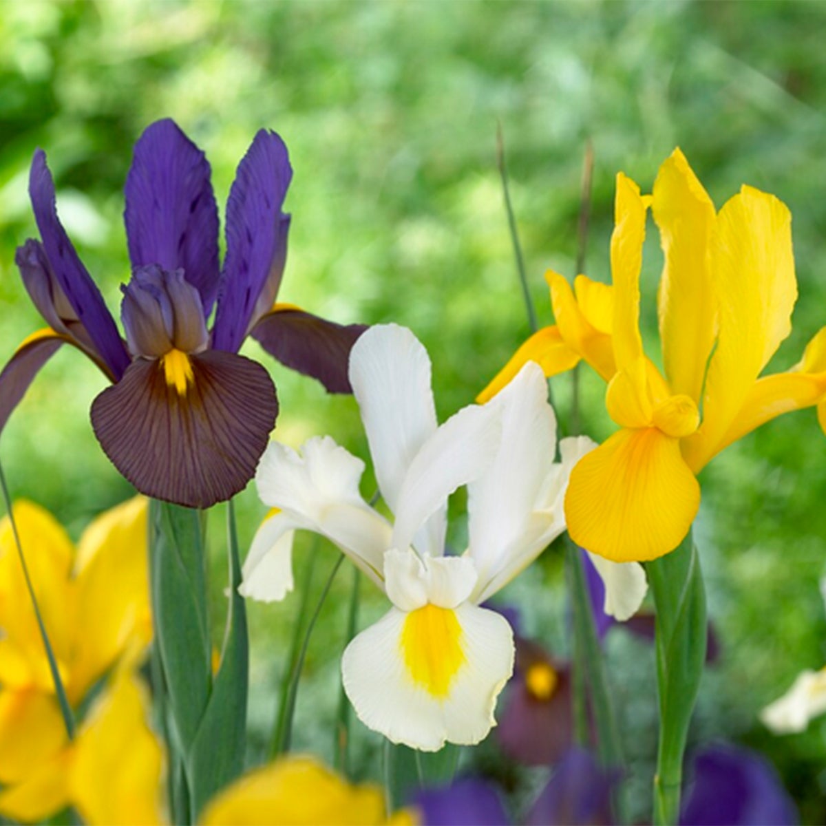 Bloomique – Mix van 50 – Iris Hollandica – Hollandse Iris – Kleurenmix – Bloembollen – Voorjaarsbloeier – Vaste planten – Wordt 50–60 cm hoog