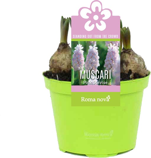 Blauw druifje (Muscari 'Pink Sunrise') D 9 H 10 cm
