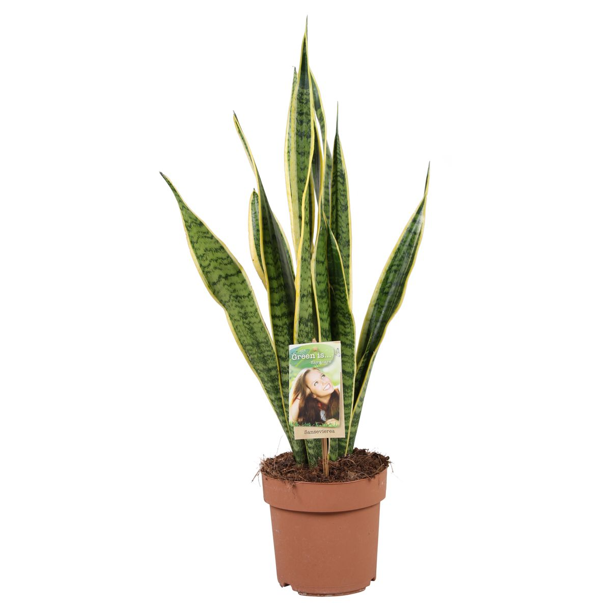 Sansevieria laurentii - plante d'intérieur facile - pot 17cm - hauteur 60-70cm