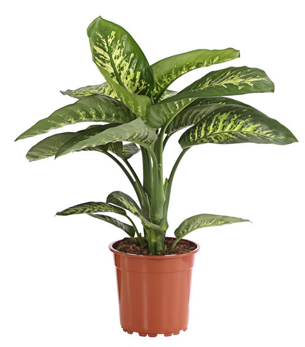 Dieffenbachie - Dieffenbachia amoena 'Reeva'
