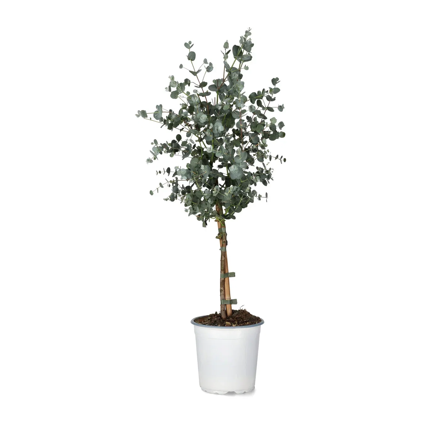 Eucalyptus gunnii Sølveukalyptus Ø17 cm