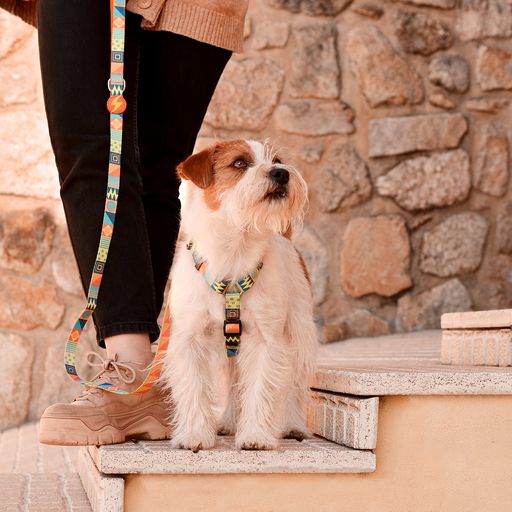 Guia para cães em poliéster multicolorido terracota Dashi