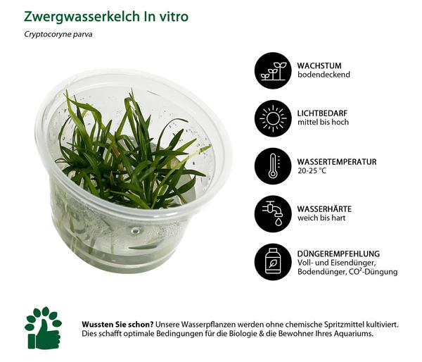 Dehner Aqua Premium Zwergwasserkelch In vitro