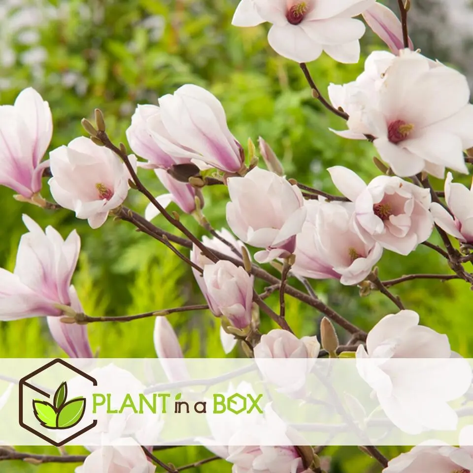 Beverboom - Set van 3 - Magnolia 'Soulangea' - Hoogte 25-40cm - ⌀9cm