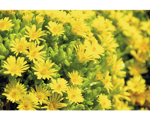IJsplant FloraSelf Delosperma cooperi Ø 7 cm Pot 6 st
