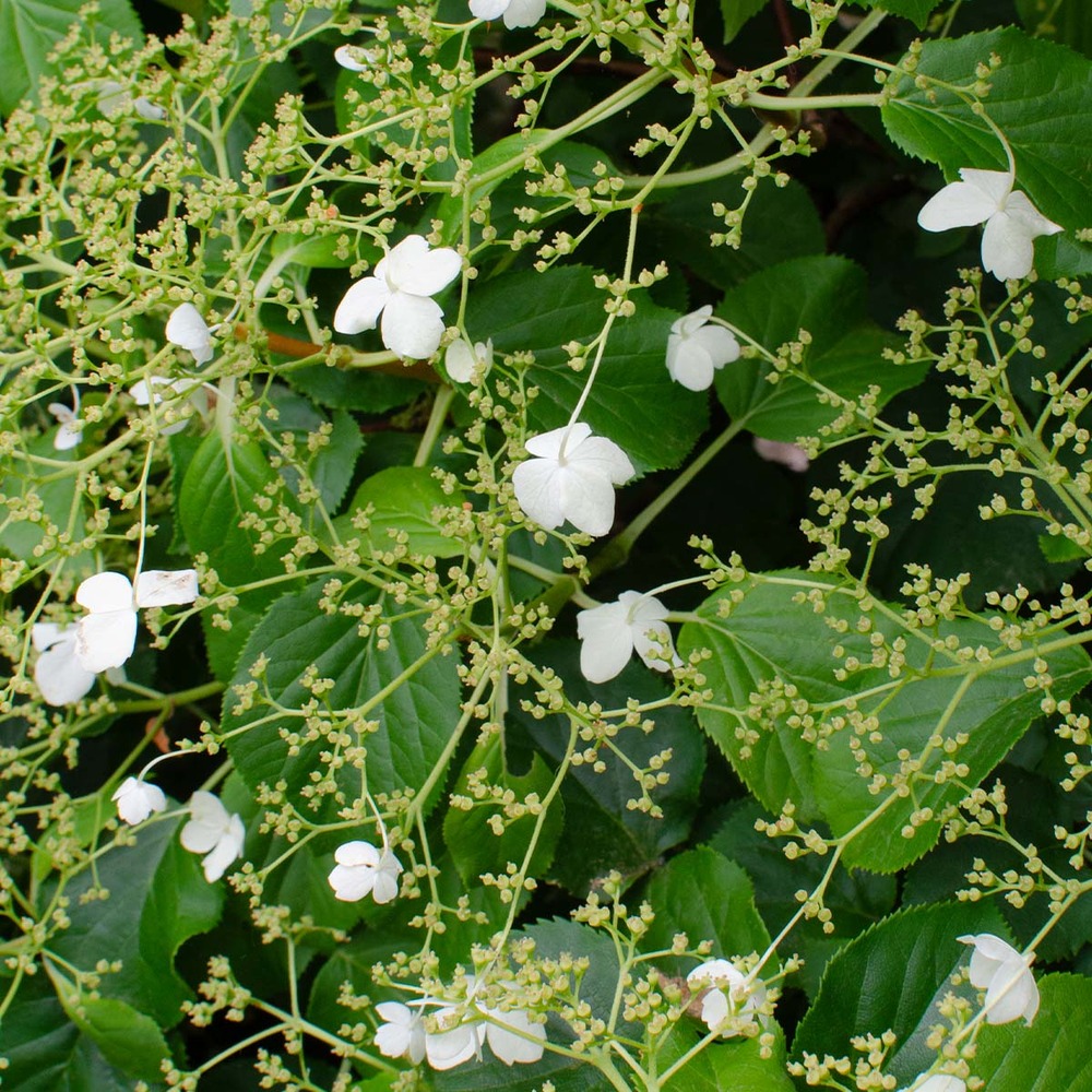2x hortensia petiolaris - hortensia - plante grimpante - facile d'entretien - ⌀15 cm - ↕60-70 cm