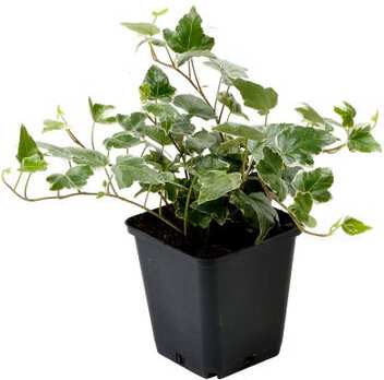 Klimop (Hedera helix 'Glacier') D 9 H 10 cm