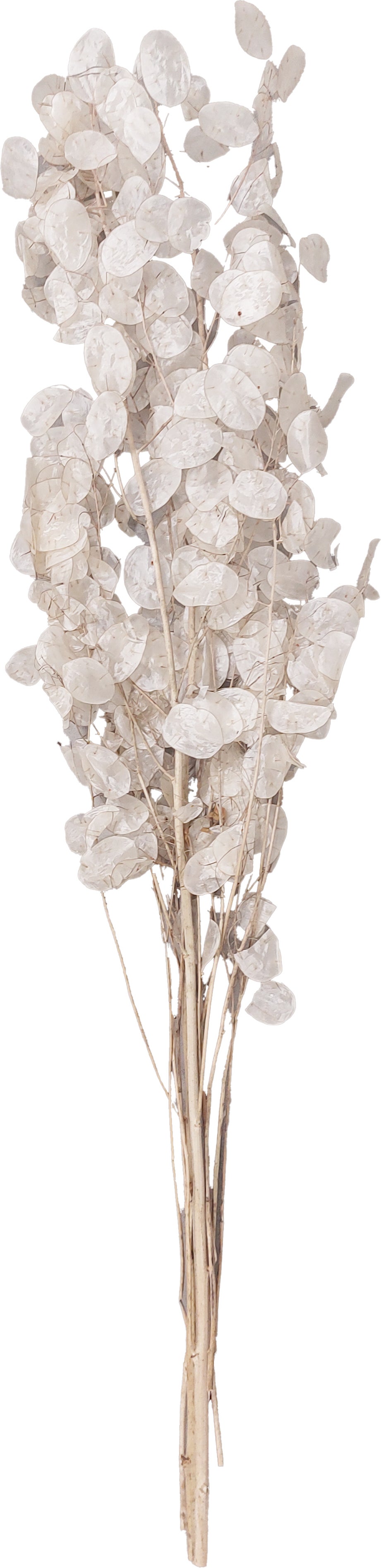 Droogbloemen Judaspenning (Lunaria) H 90 cm