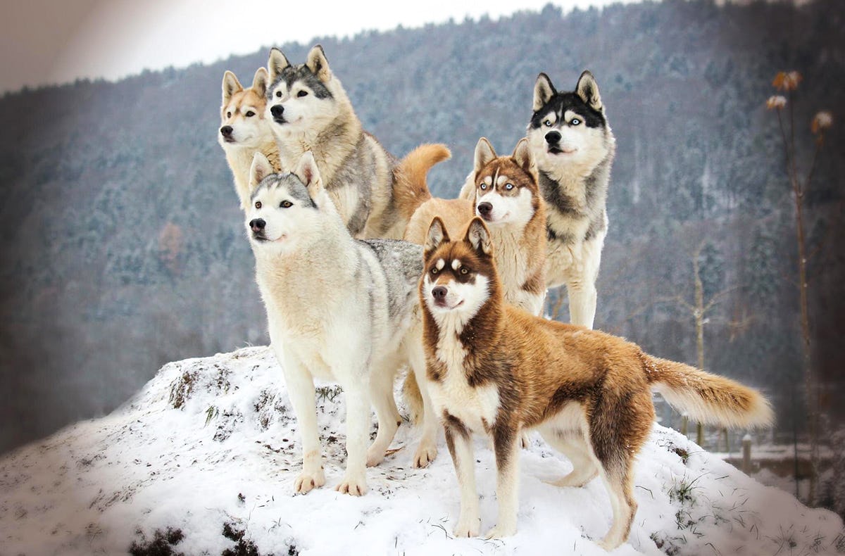 Huskytrekking in Dietfurt