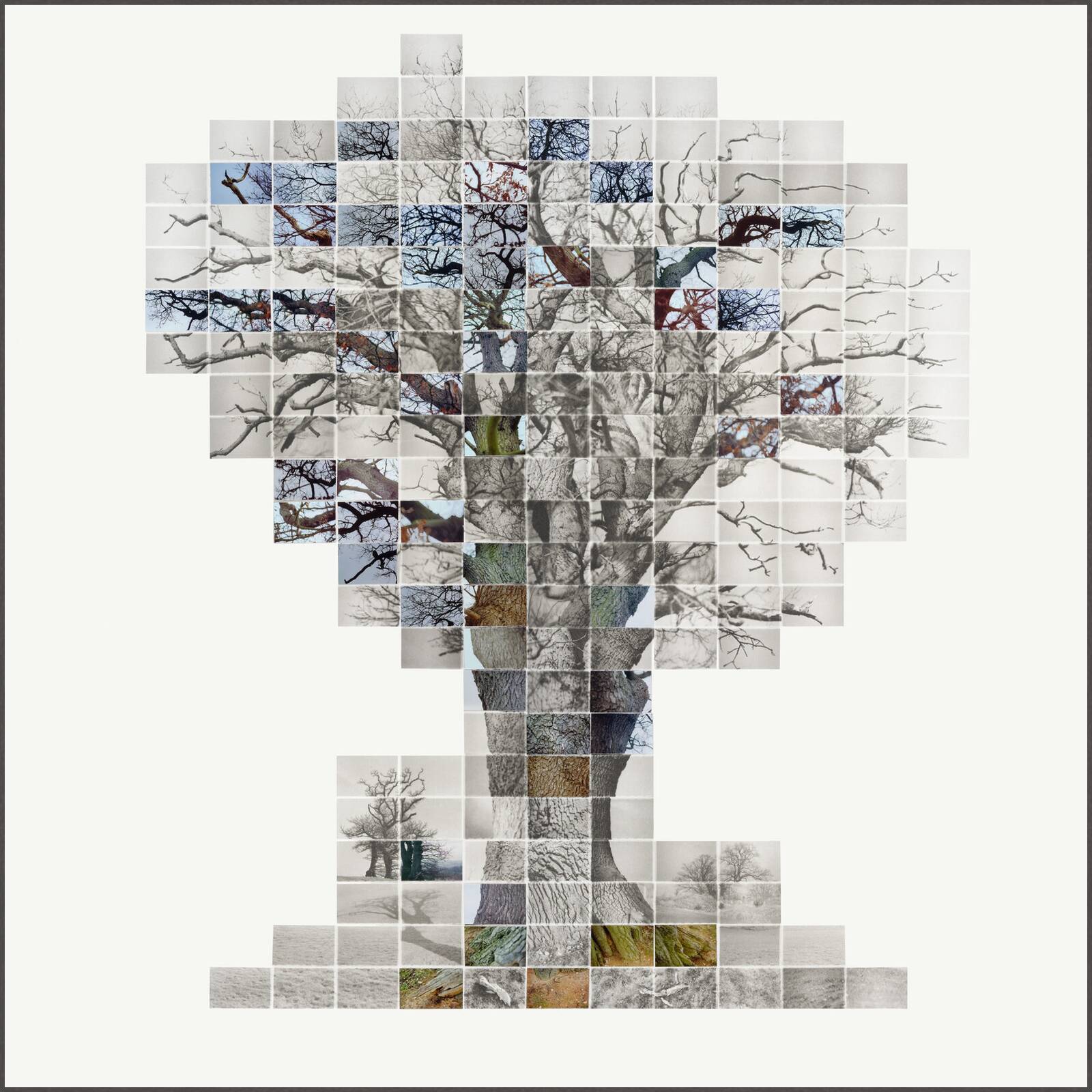 Film of the three trees, No 3 by Noel Myles - Limited Edition. Edition of: 100. Signed.
