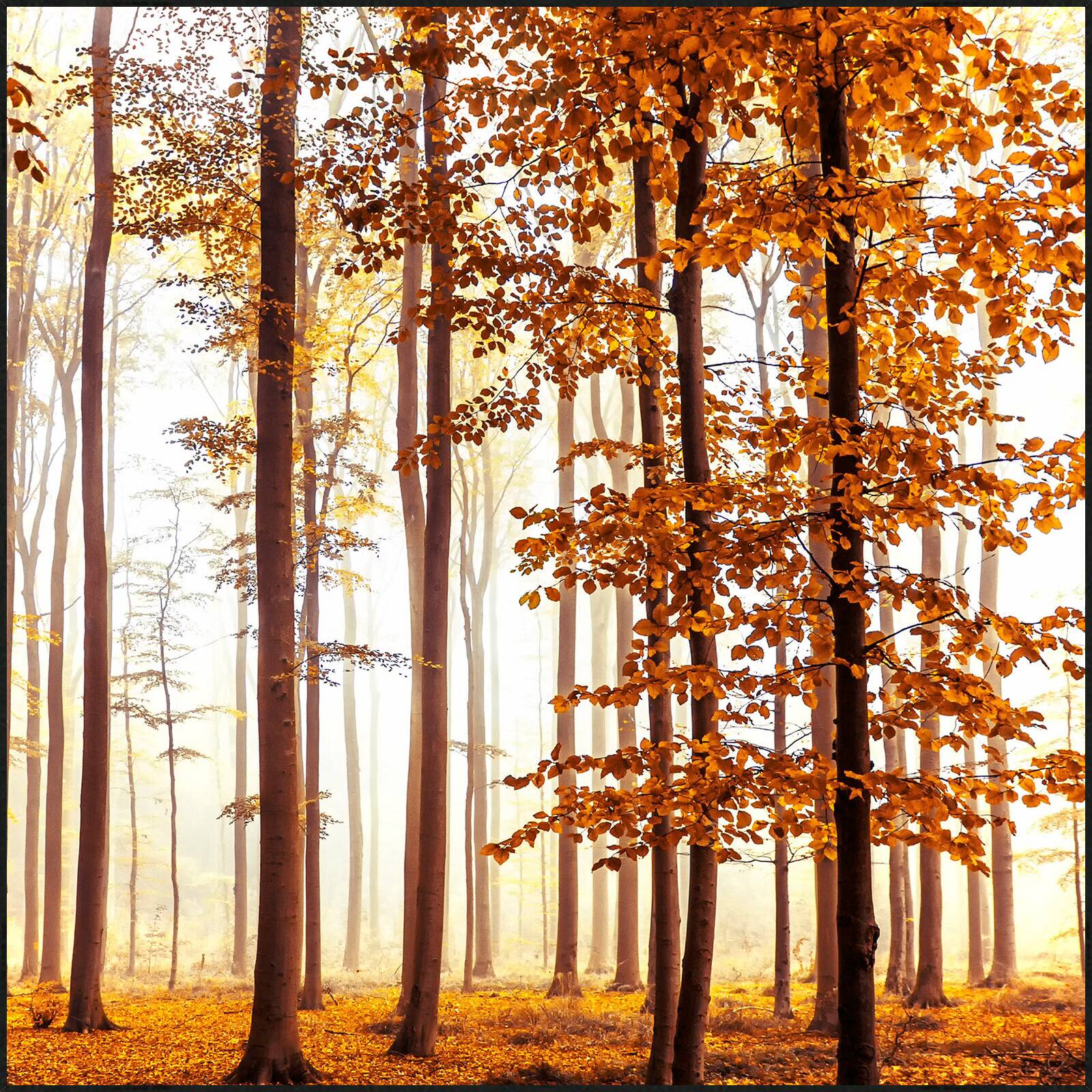 Golden Light by Christiane Steinicke - Open Edition.