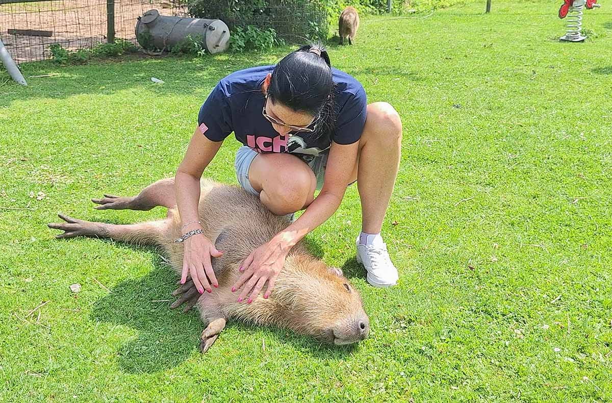 Capybara streicheln Wulften
