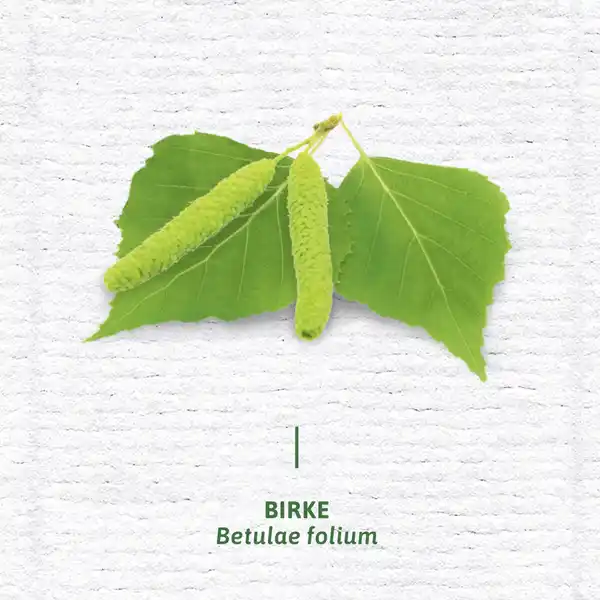 Bio Nieren- und Blasen Tee
