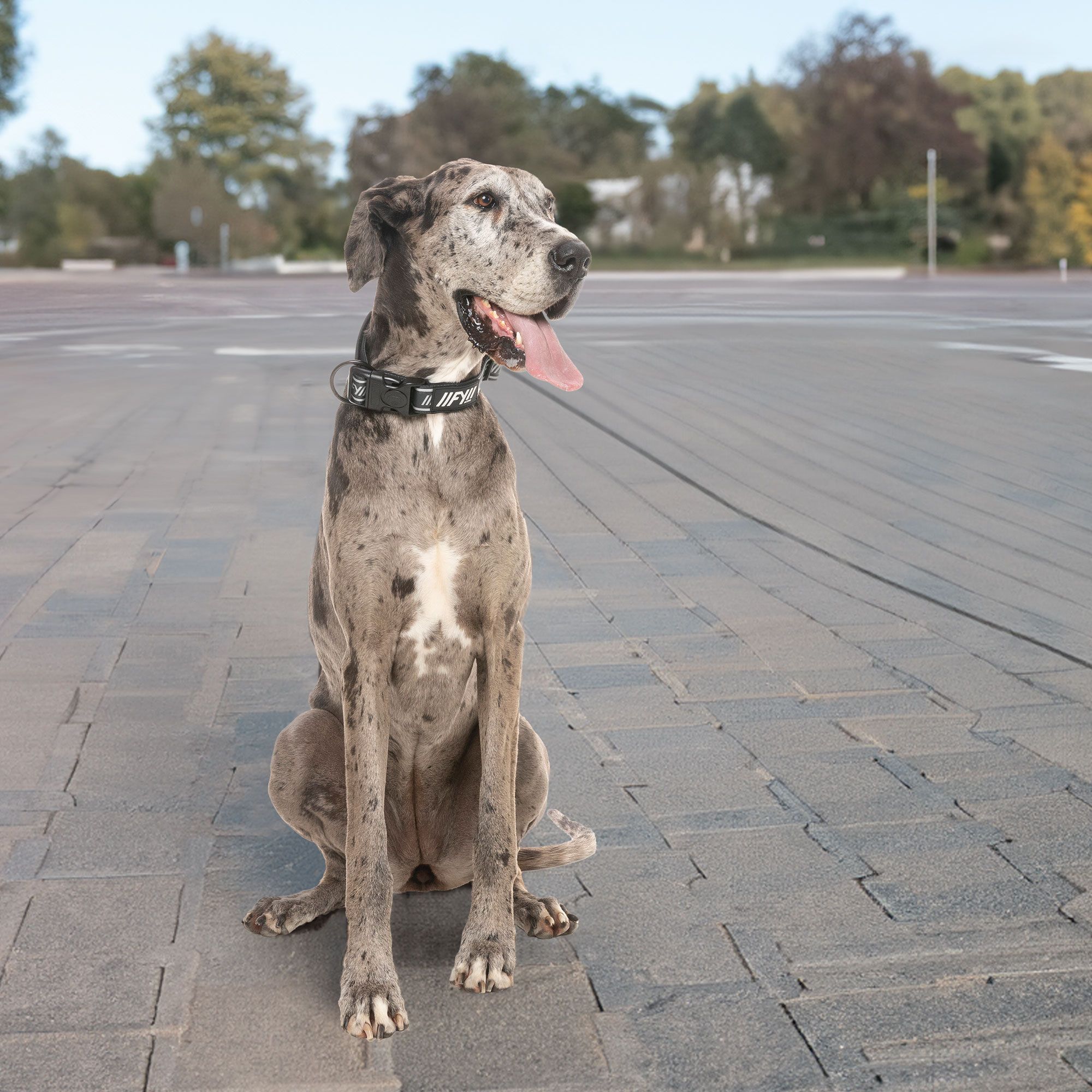 FuzzYard Halsband - Active Hundehalsband
