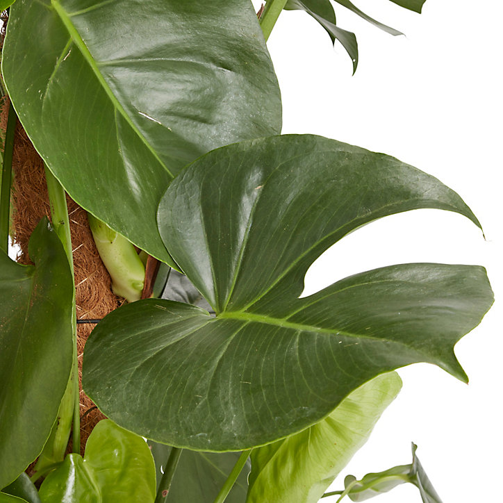 Faux philodendron monstera en pot de 24 cm