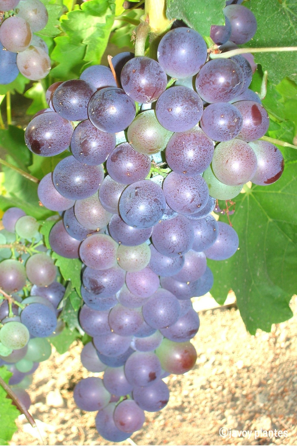 Vigne 'muscat de hambourg' - 1,5l