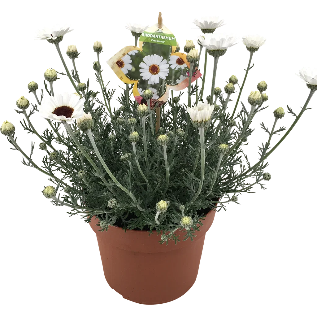 Rhodanthemum 'Casablanca' 19 cm Atlaskrage 'Casablanca' Ø19 cm