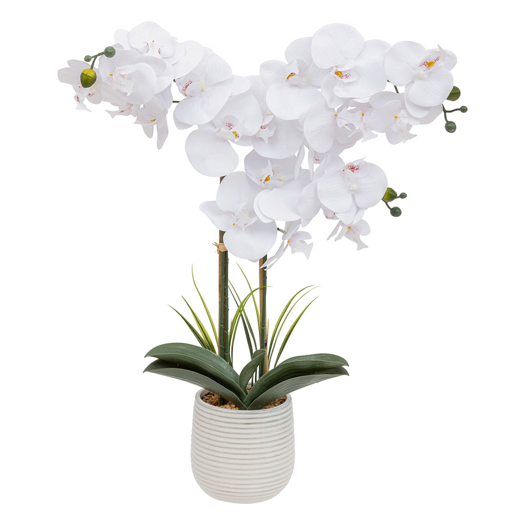 Orchidée RIVA pot céramique D 60x60cm