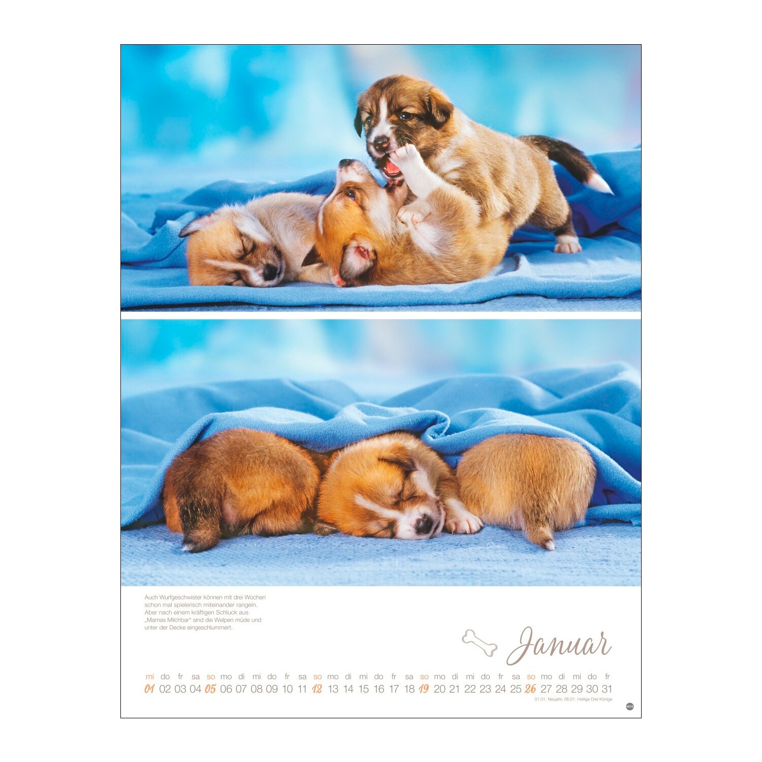 Posterkalender Hundekinder 2025